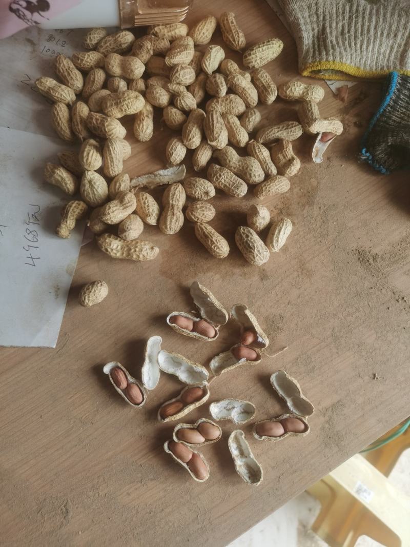 精品花生花豫20色选果货源充足量大从优欢迎咨询