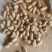 精品花生花豫20色选果货源充足量大从优欢迎咨询