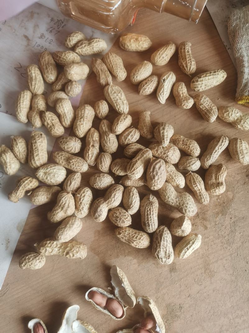 精品花生花豫20色选果货源充足量大从优欢迎咨询