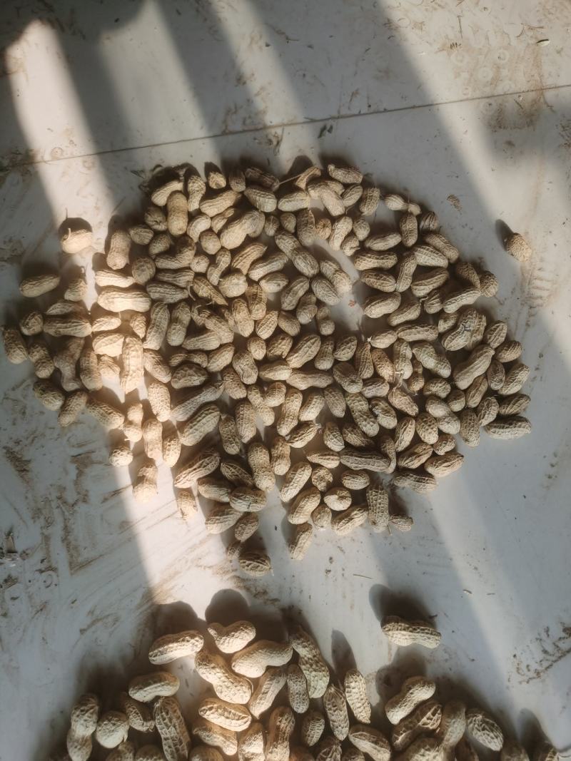 精品花生花豫20色选果货源充足量大从优欢迎咨询