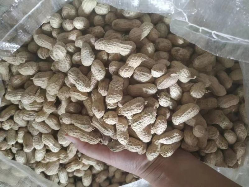 精品花生花豫20色选果货源充足量大从优欢迎咨询