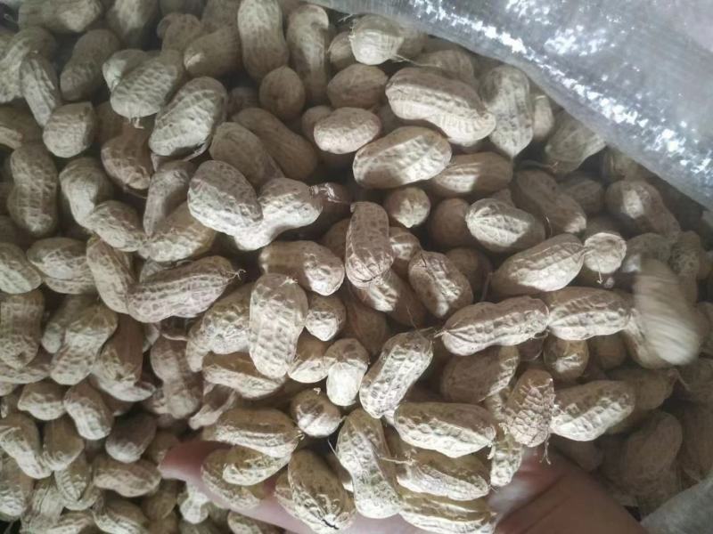精品花生花豫20色选果货源充足量大从优欢迎咨询