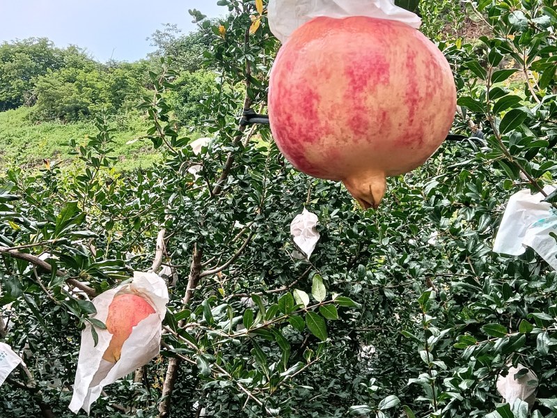 宾川突尼斯软籽石榴