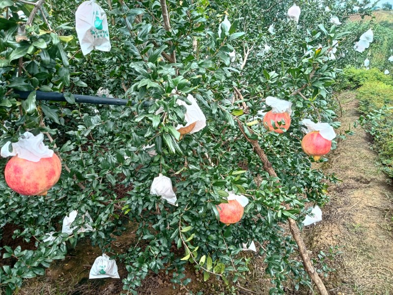 宾川突尼斯软籽石榴