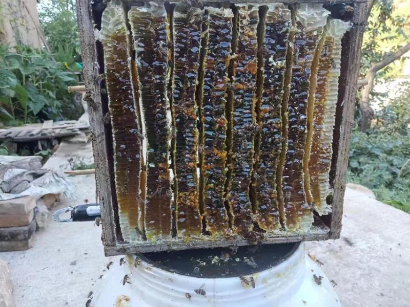 土蜂蜜