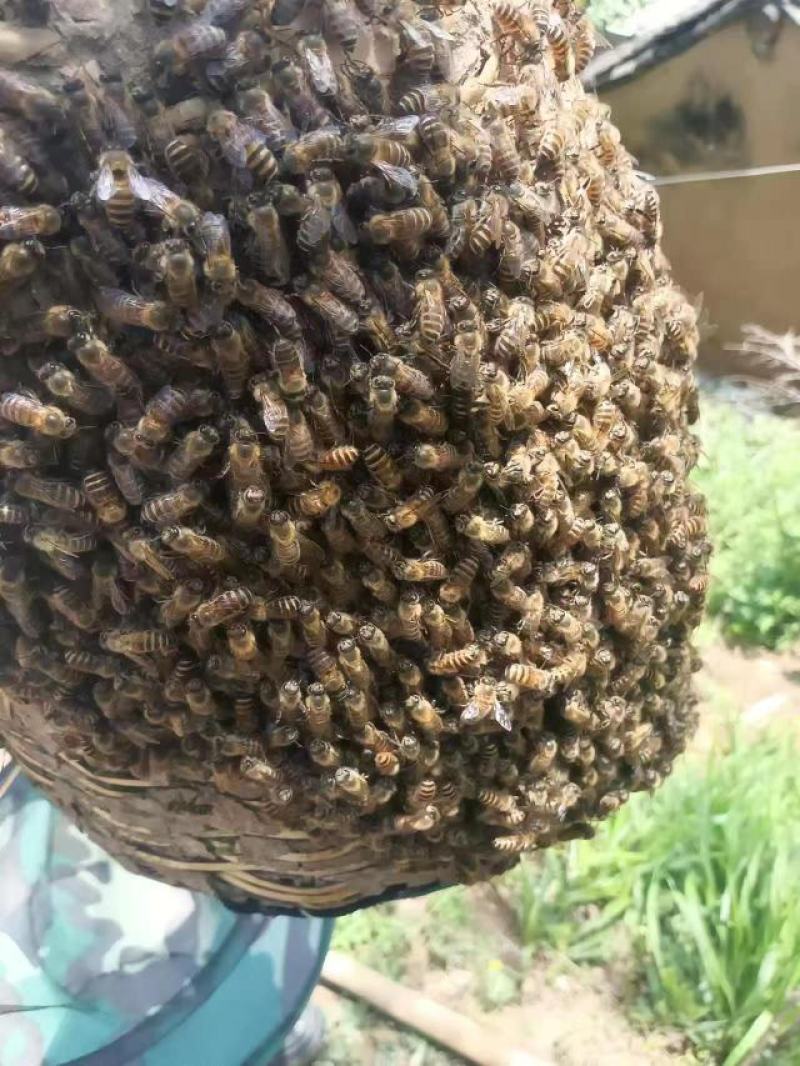 土蜂蜜