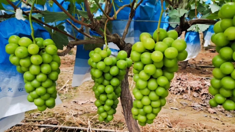《牛商》山东阳光玫瑰葡萄大量新鲜供应，粒大饱满口感甘甜