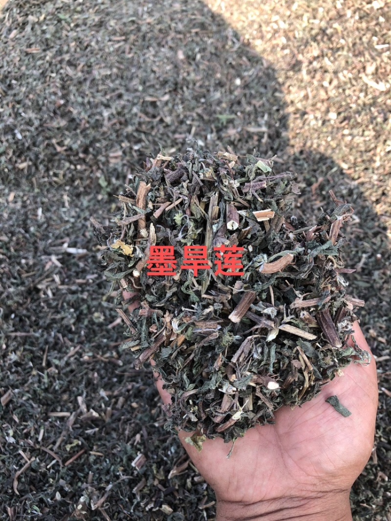 墨旱莲，本人常年大量供应一手货源。质量有保证。