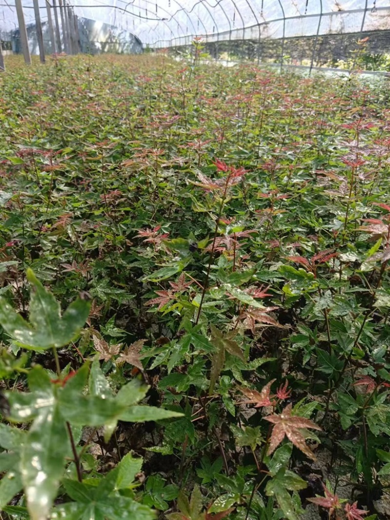 枫树原生扦插苗大量发货中，红舞姬低至1.5一颗