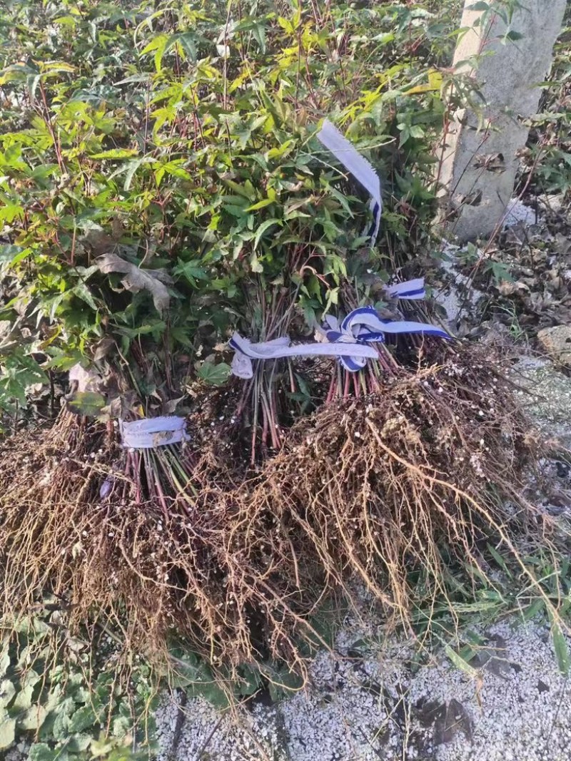 枫树原生扦插苗大量发货中，红舞姬低至1.5一颗