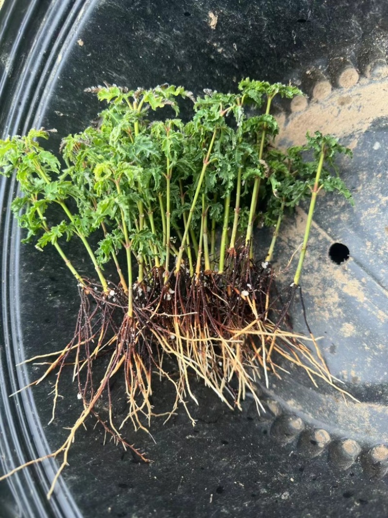 枫树原生扦插苗大量发货中，红舞姬低至1.5一颗