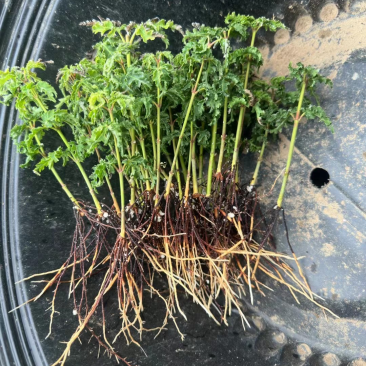 枫树原生扦插苗大量发货中，红舞姬低至1.5一颗