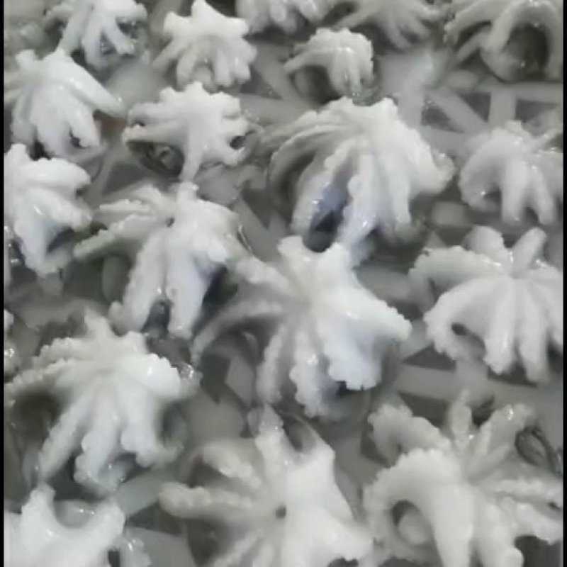 江苏盐揉八爪鱼捞汁用八爪鱼全国发货全国代发货