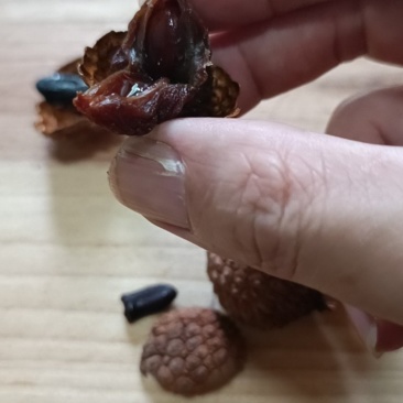 广西荔枝干