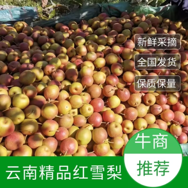 【精选】云南红雪梨大量上市产地直发保质保量欢迎订购