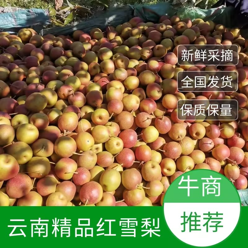 【精选】云南红雪梨大量上市产地直发保质保量欢迎订购