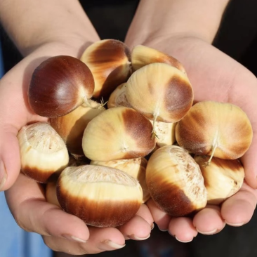 板栗仔（花皮鲜货）生吃爽脆甜口，熟食软糯香甜粉而不腻