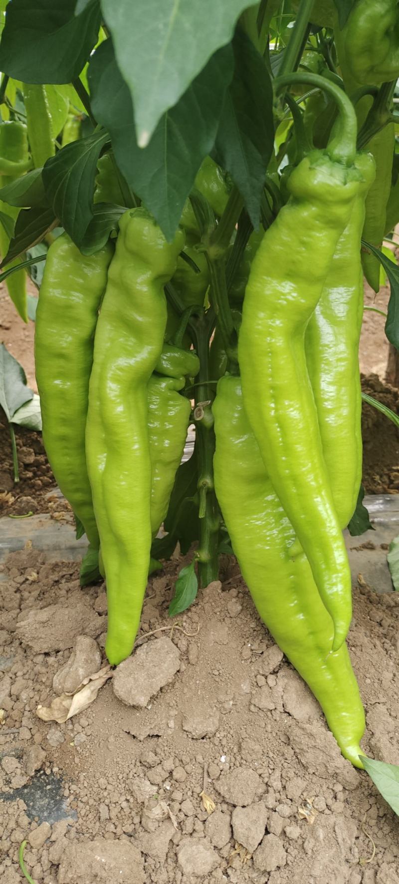 辣椒，尖椒