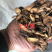 土大黄，都是通货。但是都是过完筛子东西质量是有保证的。