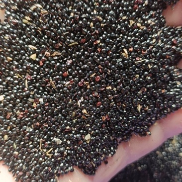 青葙子青箱子新货