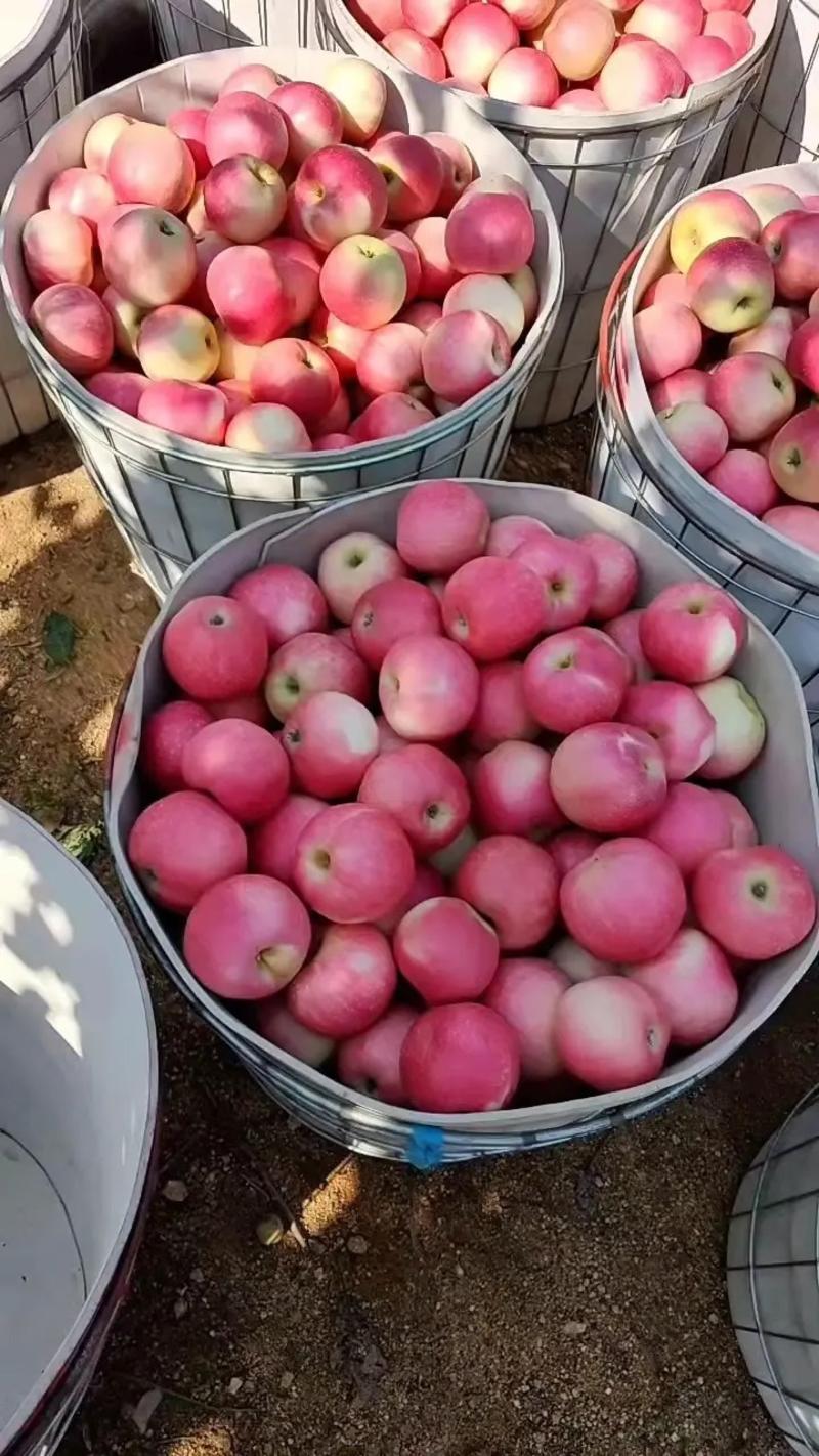 东北富士苹果鸡心果大量上市品质保障可视频看货实地考察电联