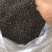 牵牛子，黑丑，都是过完风机，过完筛子啊。