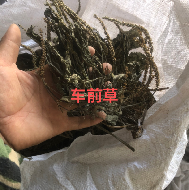 车前草，从视频可以看出一个动机的质量。都是青绿色