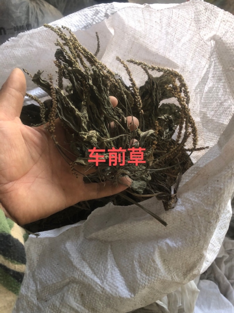 车前草，从视频可以看出一个动机的质量。都是青绿色