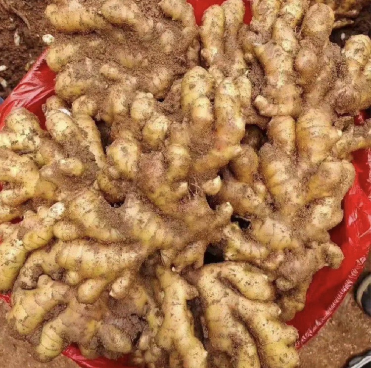 新鲜小黄姜与玻璃罐摆放整齐