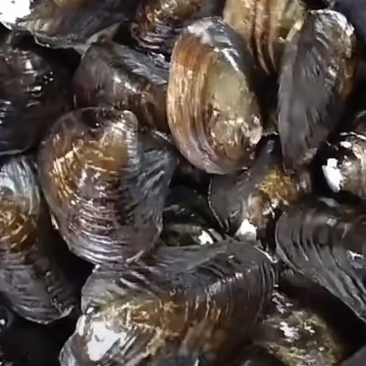 河蚌