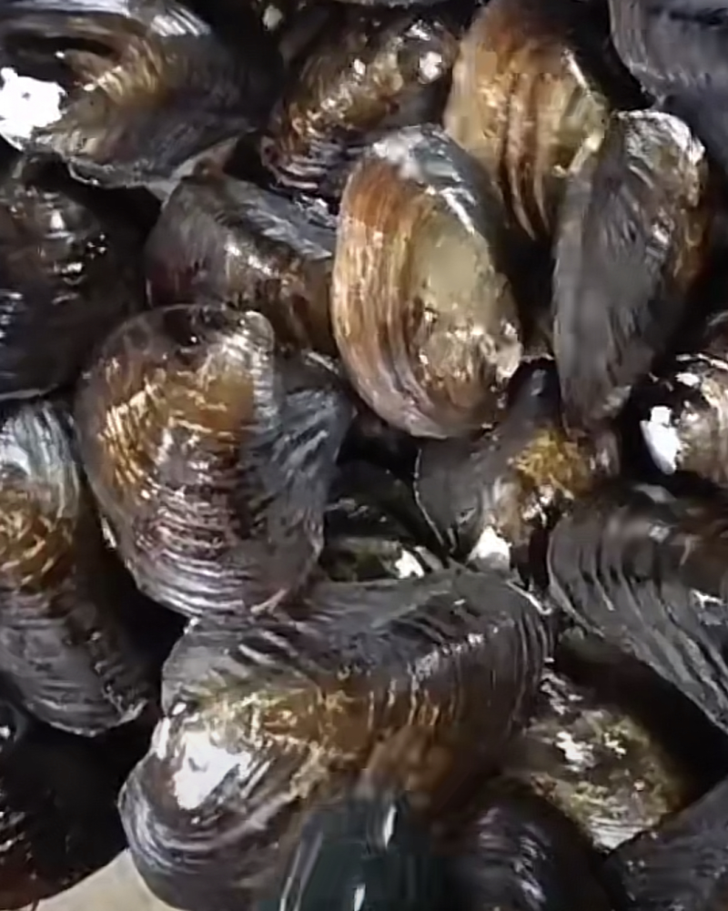 河蚌