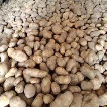 大量出售全国各地黄心土豆，白心土豆，可以送学校食堂等等