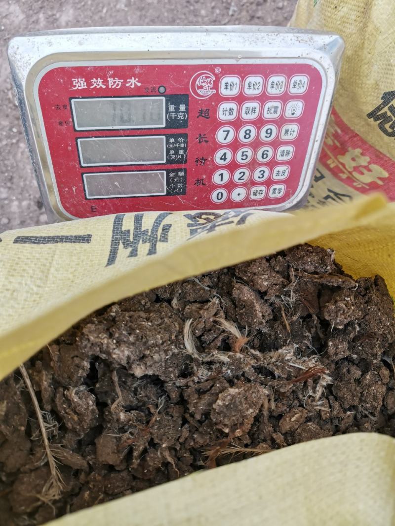 干鸡粪批发晒干鸡粪块风干鸡粪老场地晾晒干鸡粪厂家直发