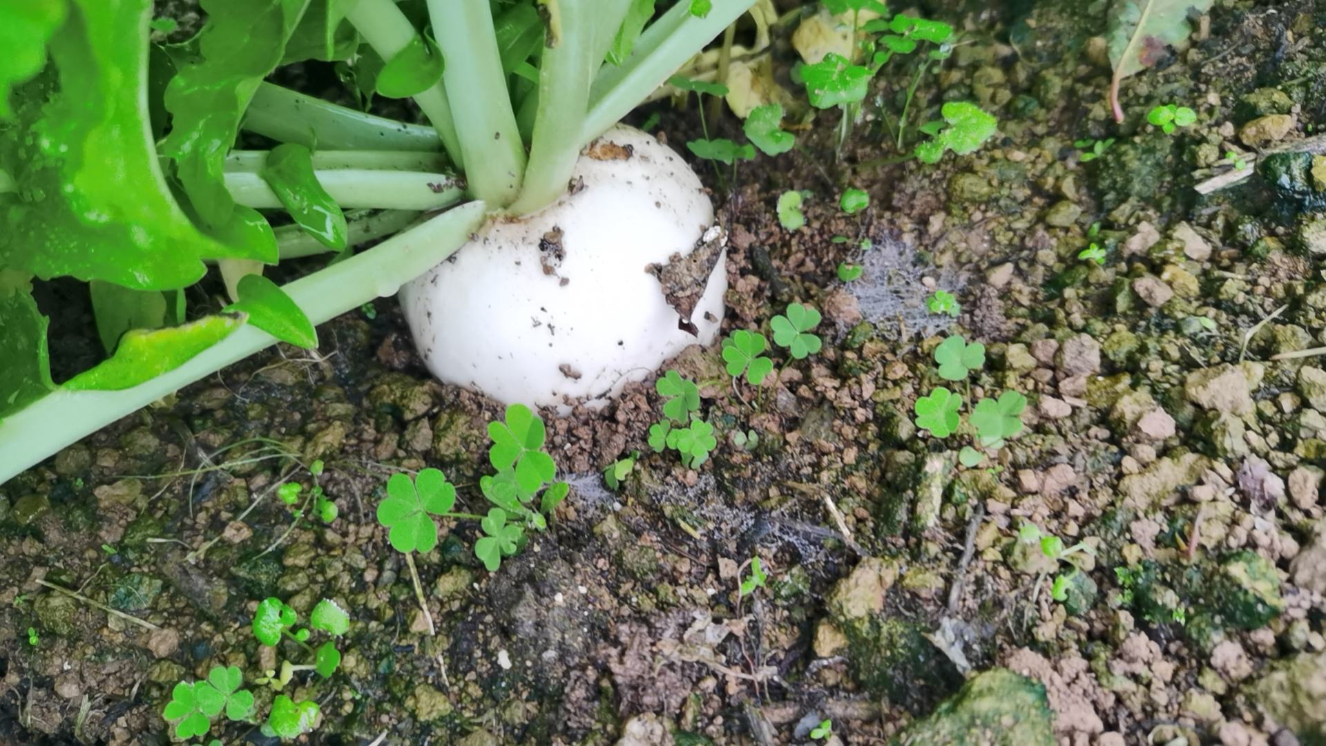圆白菜田间种植图