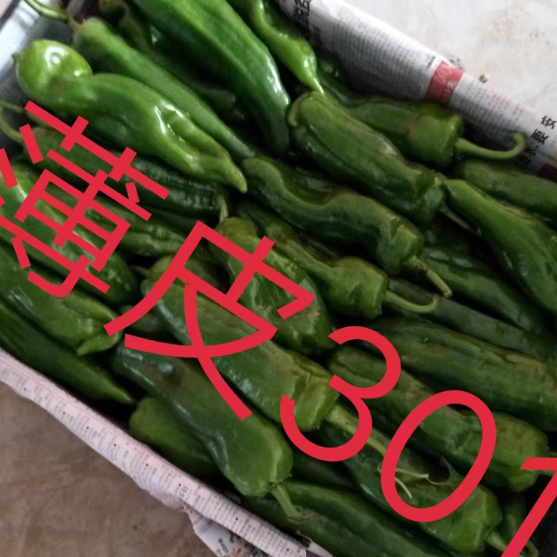 泡椒薄皮泡椒保质保量产地一手货源充足精品