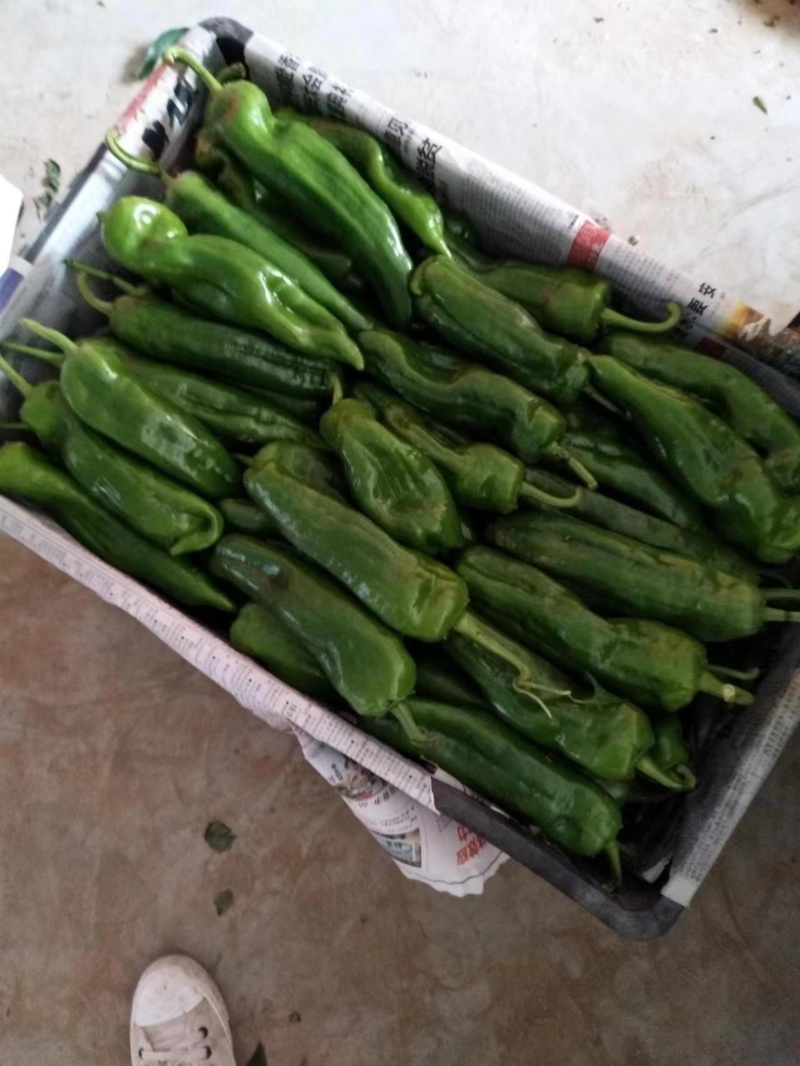 泡椒薄皮泡椒保质保量产地一手货源充足精品