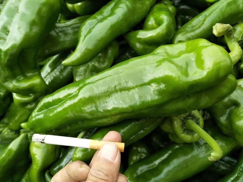 泡椒薄皮泡椒保质保量产地一手货源充足精品