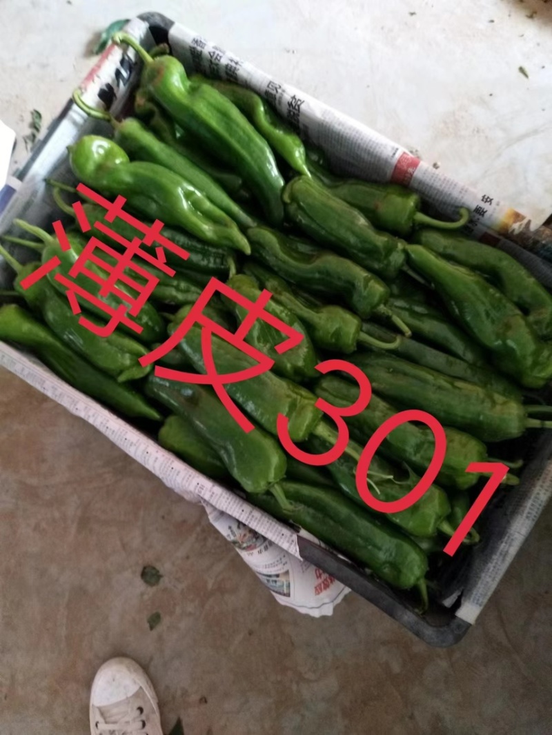 泡椒薄皮泡椒保质保量产地一手货源充足精品