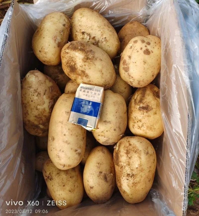《推荐》沃土5号湖北土豆沃土五黄皮黄心随到随装