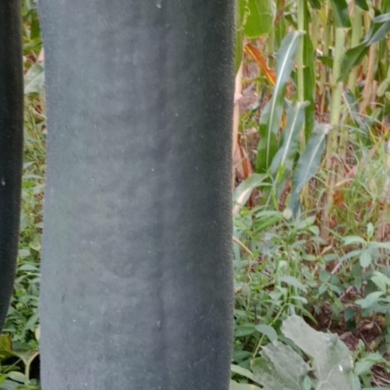 黑皮冬瓜
