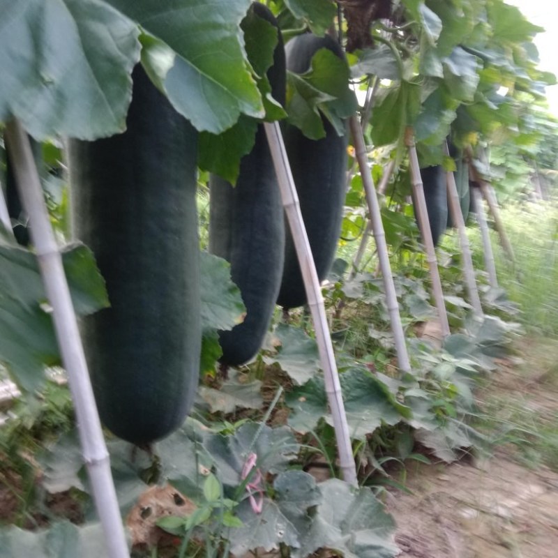 黑皮冬瓜
