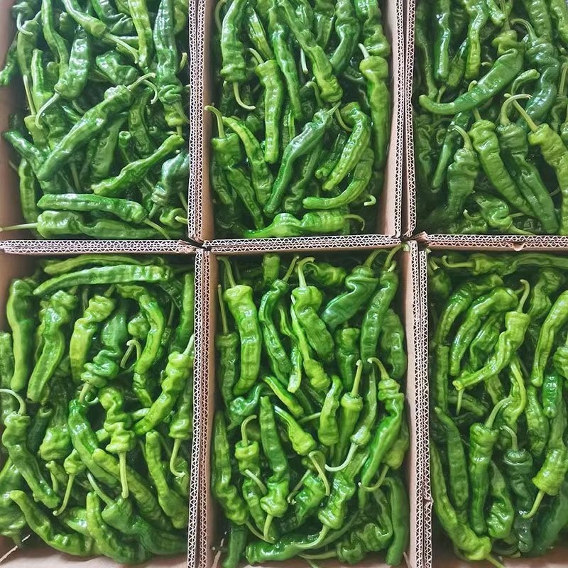 精品大螺丝椒，笼椒产地直供新鲜采摘品质保证