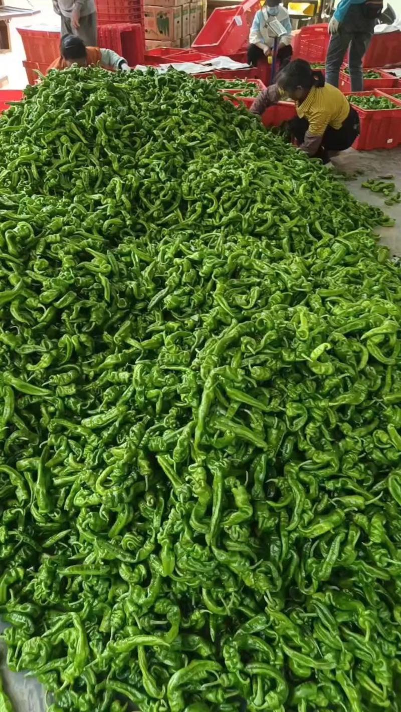 精品大螺丝椒，笼椒产地直供新鲜采摘品质保证