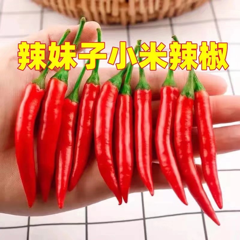 广西辣妹子小米辣椒，产地直供，品质保证新鲜采摘