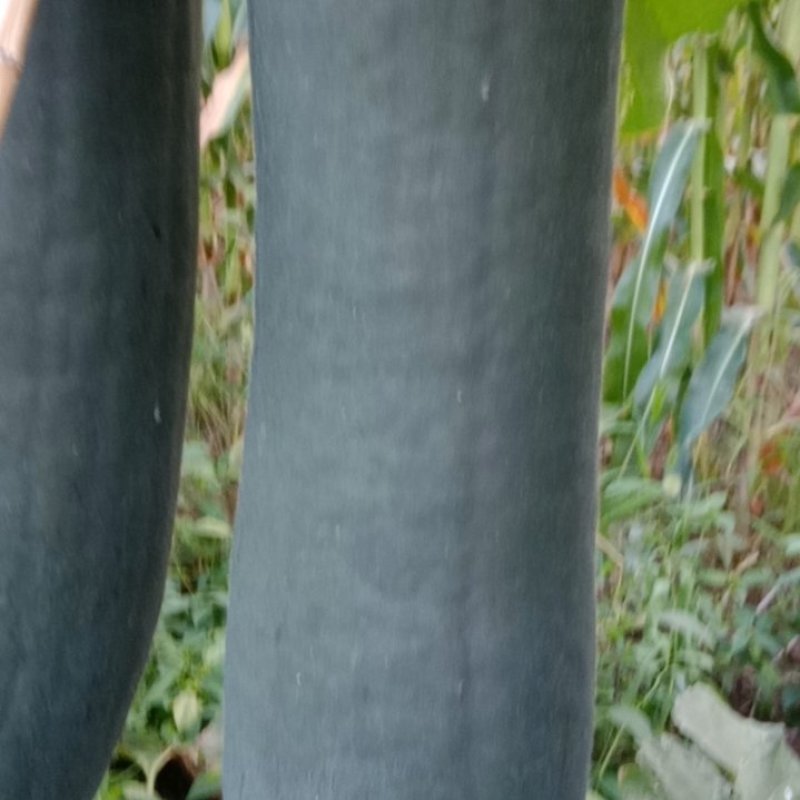 黑皮冬瓜