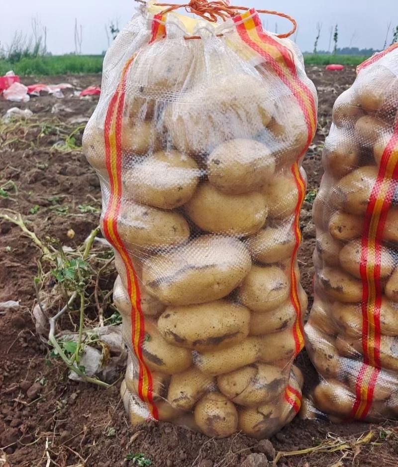 《精选》实验1号土豆黄心土豆代发全国大吨位供应