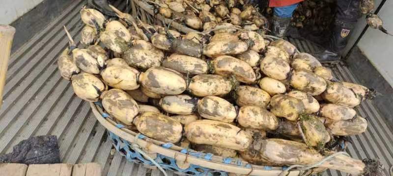 莲藕大量上市了价格优惠品质保证一手货源