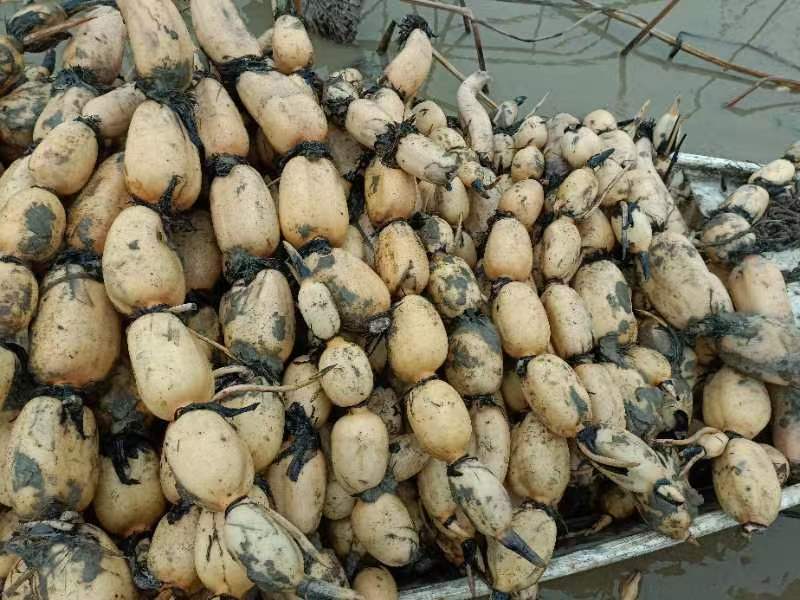 莲藕大量上市了价格优惠品质保证一手货源