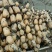 莲藕大量上市了价格优惠品质保证一手货源