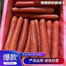 【实力】精品水果胡萝卜大量上市规格齐全价格合理欢迎批发